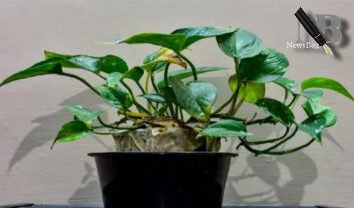 वास्तु शास्त्र में मनी प्लांट का महत्व : जानें क्यों इसे घर में रखने से आती है बरकत और समृद्धि।