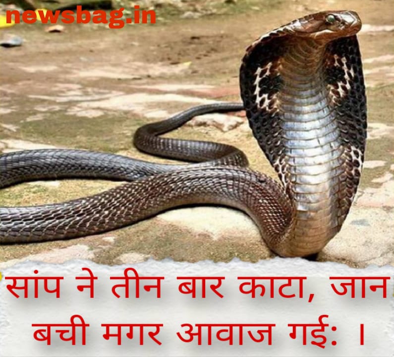 सांप ने तीन बार काटा, जान बची मगर आवाज गई: ।