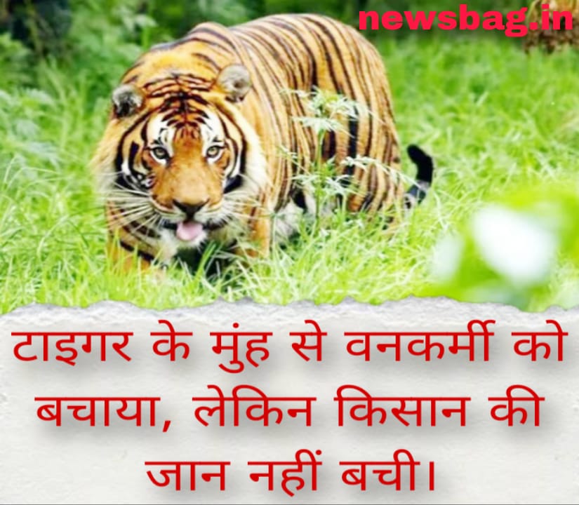 टाइगर के मुंह से वनकर्मी को बचाया, लेकिन किसान की जान नहीं बची।