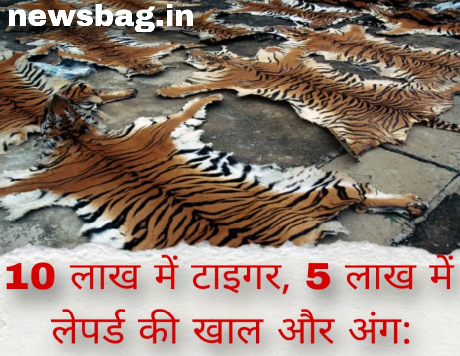 10 लाख में टाइगर, 5 लाख में लेपर्ड की खाल और अंग: