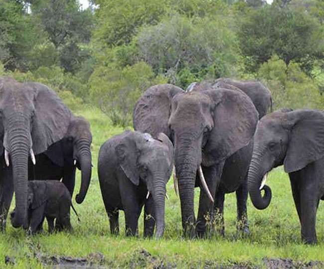 08_07_2020-elephants8_20488062