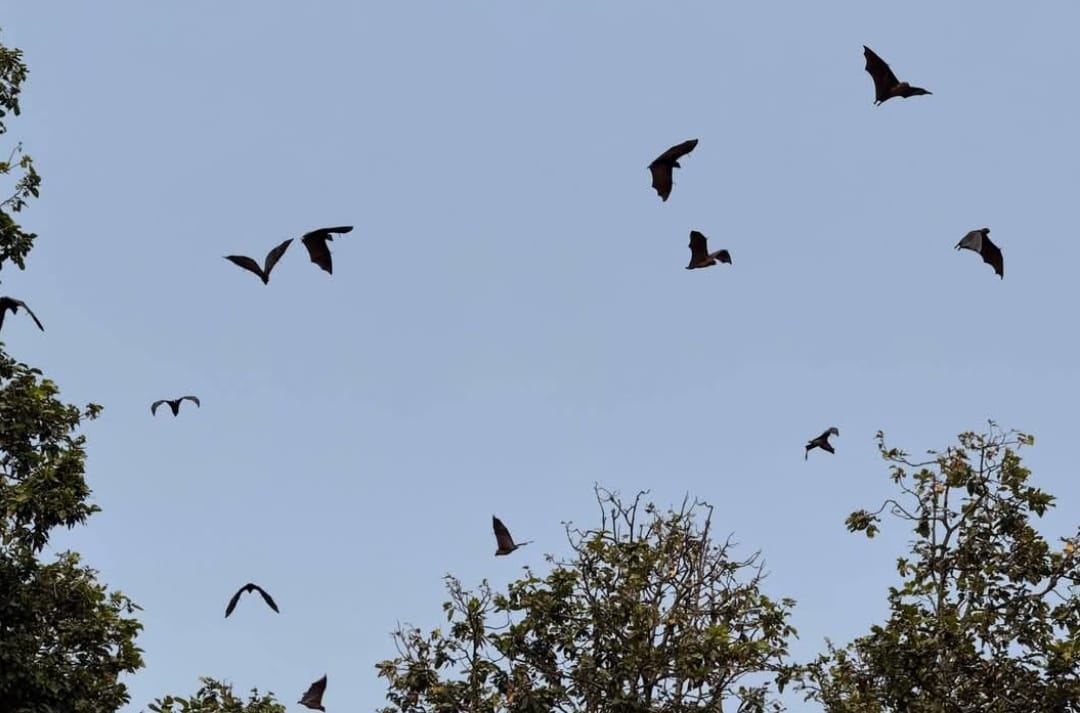 WhatsApp Image 2026-01-25 at 8.06.31 AM