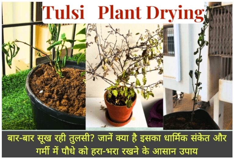 WhatsApp Image 2026-05-22 at 7.59.22 AM