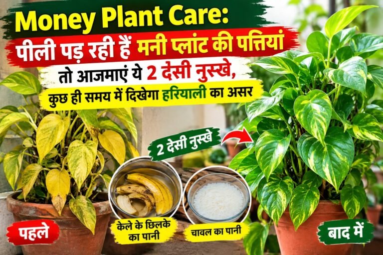 WhatsApp Image 2026-09-16 at 10.22.47 AM