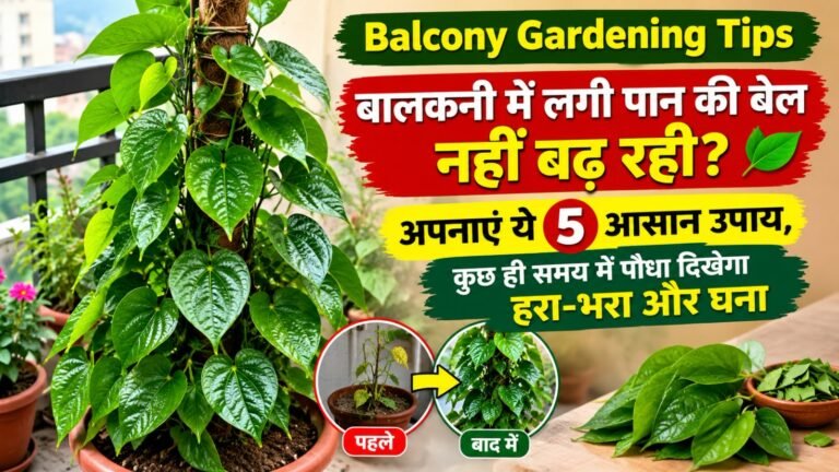 WhatsApp Image 2026-09-24 at 9.26.00 AM
