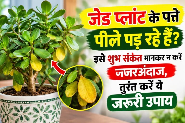 WhatsApp Image 2026-10-05 at 10.03.24 AM