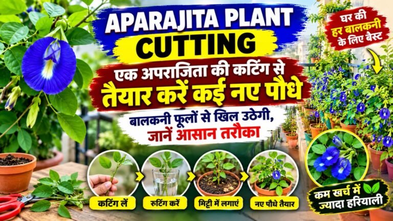 WhatsApp Image 2026-10-08 at 9.27.00 AM