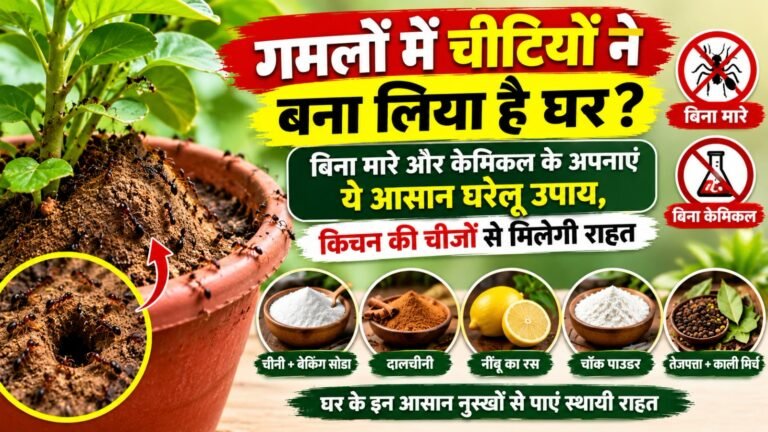 WhatsApp Image 2026-10-17 at 8.44.13 AM
