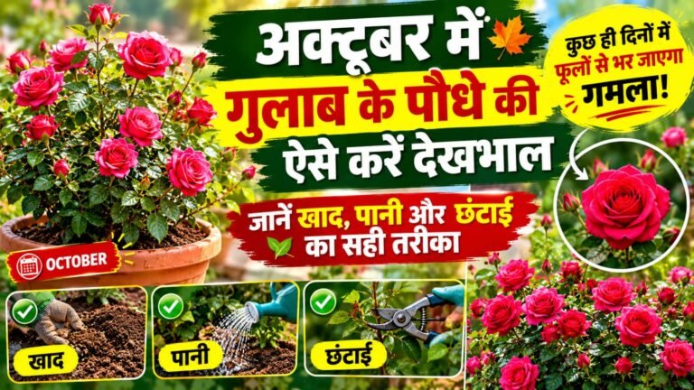 WhatsApp Image 2026-10-23 at 10.07.53 AM